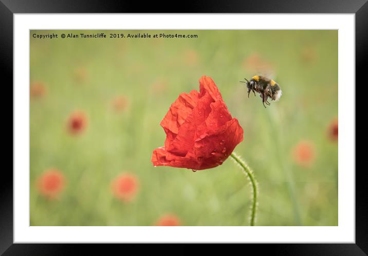 Bee and poppy flower Framed Mounted Print by Alan Tunnicliffe