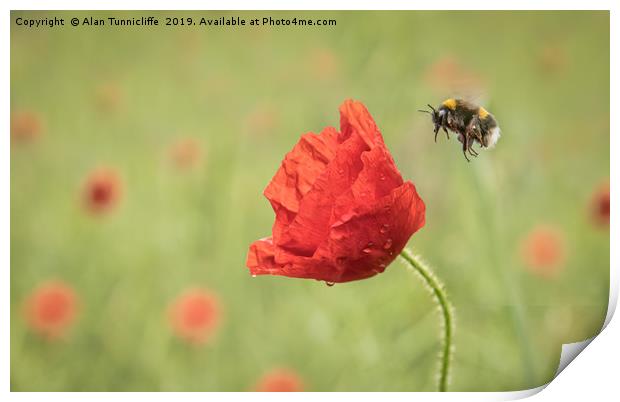 Bee and poppy flower Print by Alan Tunnicliffe