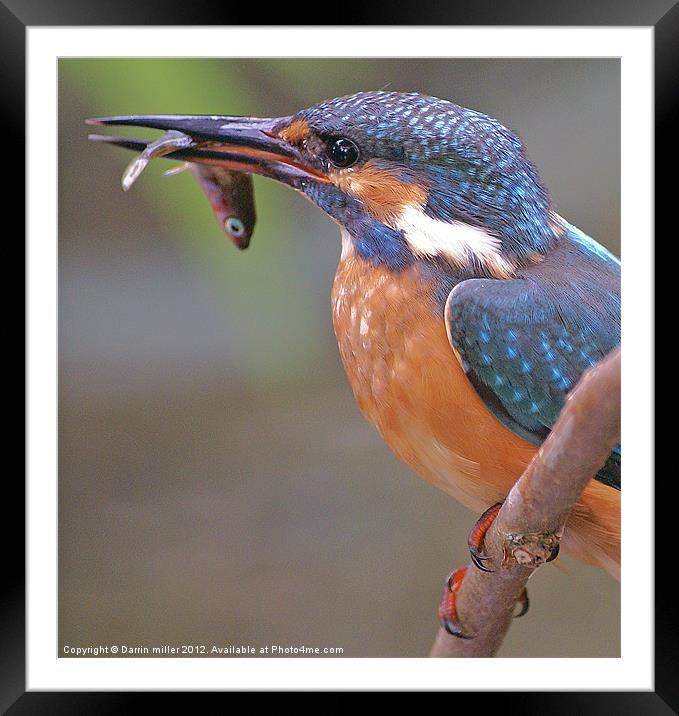 kingfisher and stickleback Framed Mounted Print by Darrin miller