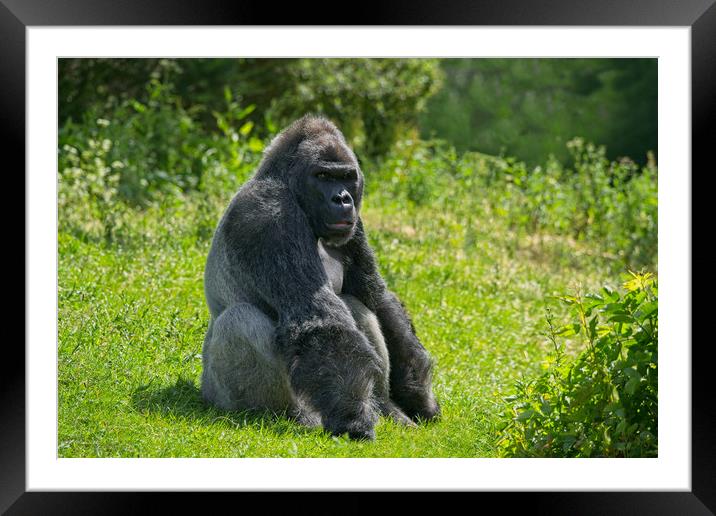 Gorilla Having A Rest Framed Mounted Print by rawshutterbug 
