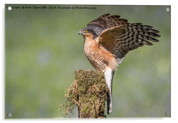 Male sparrowhawk Acrylic by Alan Tunnicliffe