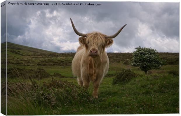 Highland Cow Roaming Free Canvas Print by rawshutterbug 