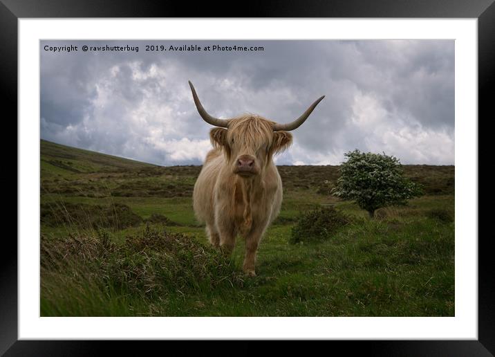 Highland Cow Roaming Free Framed Mounted Print by rawshutterbug 