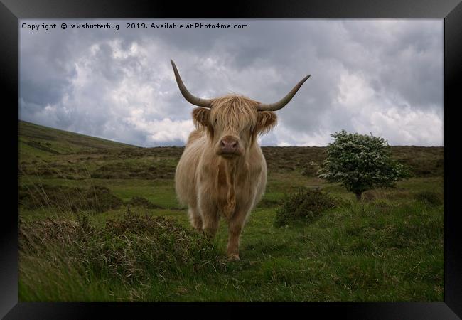 Highland Cow Roaming Free Framed Print by rawshutterbug 