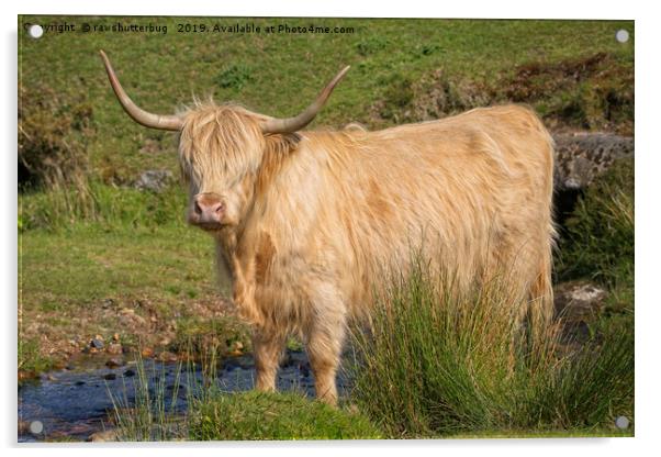 Highland Cow At A Stream Acrylic by rawshutterbug 