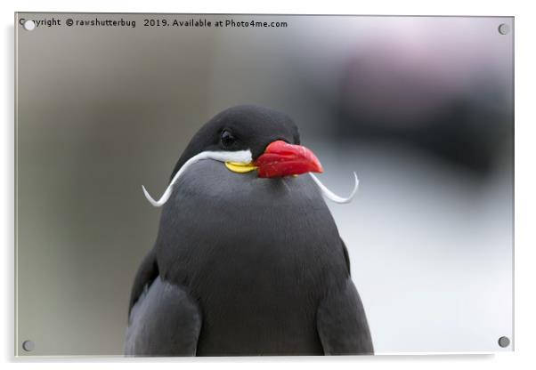 Inca Tern Acrylic by rawshutterbug 