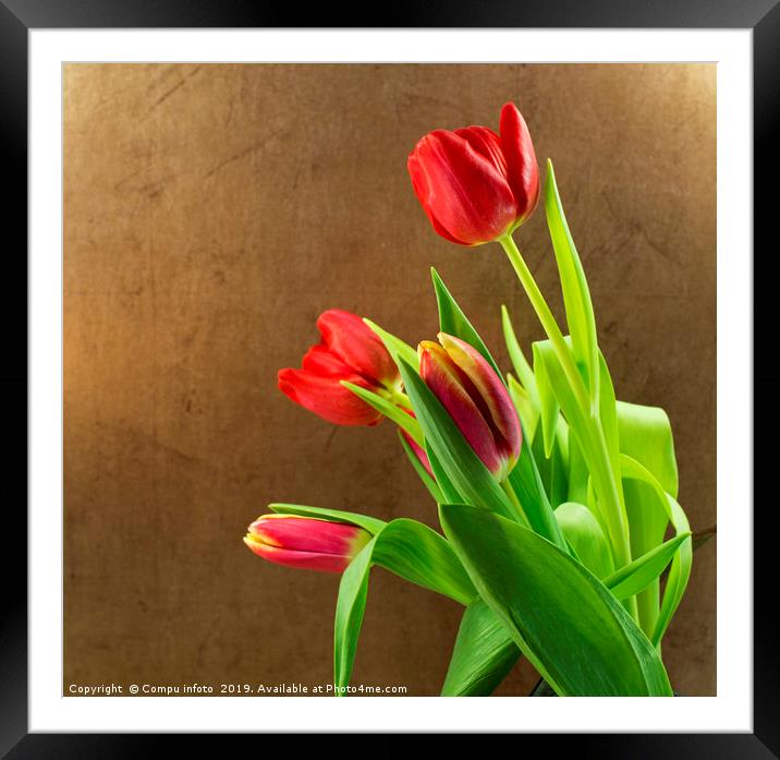 red tulips Framed Mounted Print by Chris Willemsen