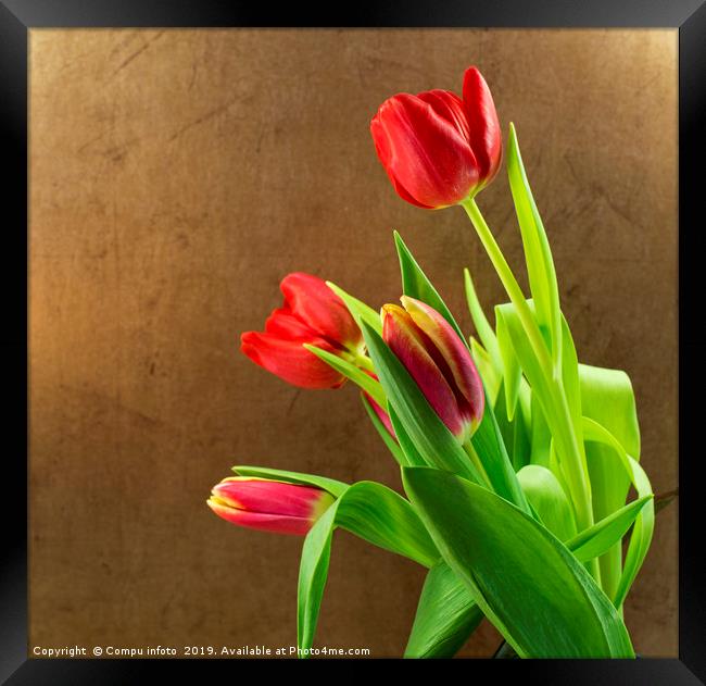 red tulips Framed Print by Chris Willemsen