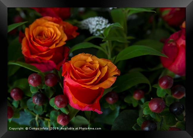 red roses Framed Print by Chris Willemsen