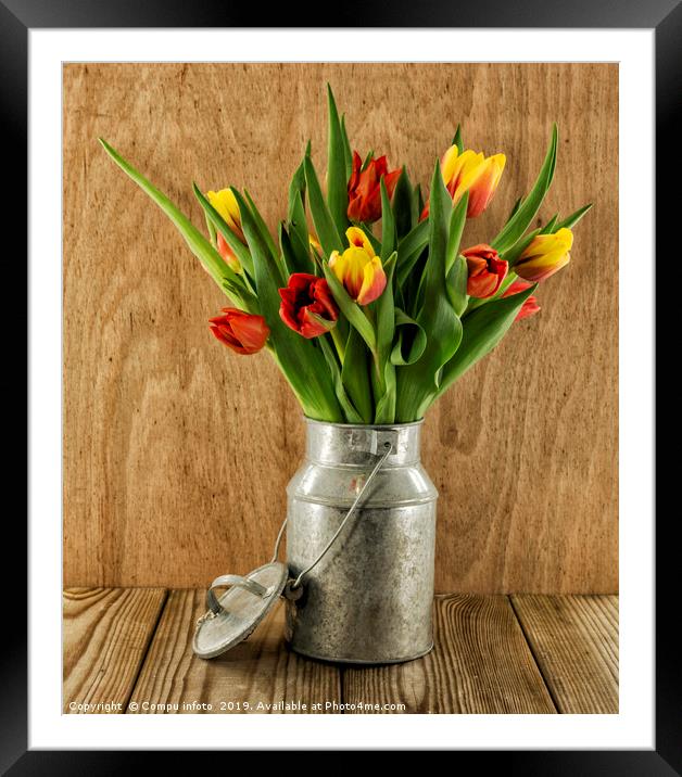 red and yellow tulips on wood Framed Mounted Print by Chris Willemsen