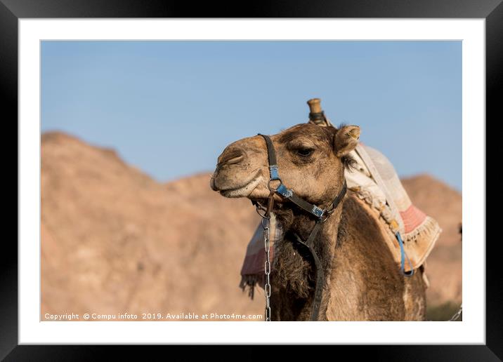 camel in the desert of israel Framed Mounted Print by Chris Willemsen