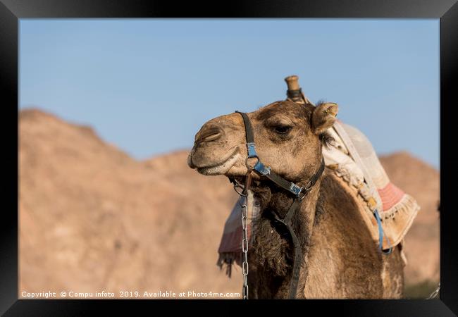 camel in the desert of israel Framed Print by Chris Willemsen
