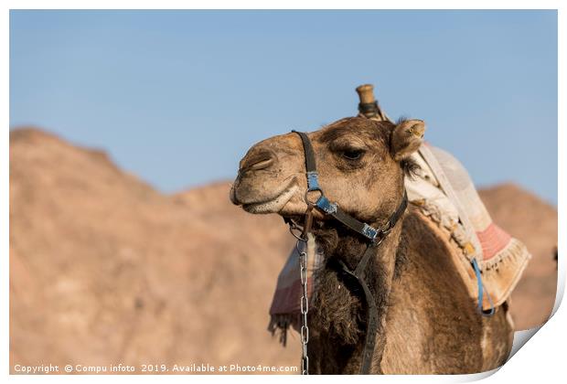 camel in the desert of israel Print by Chris Willemsen