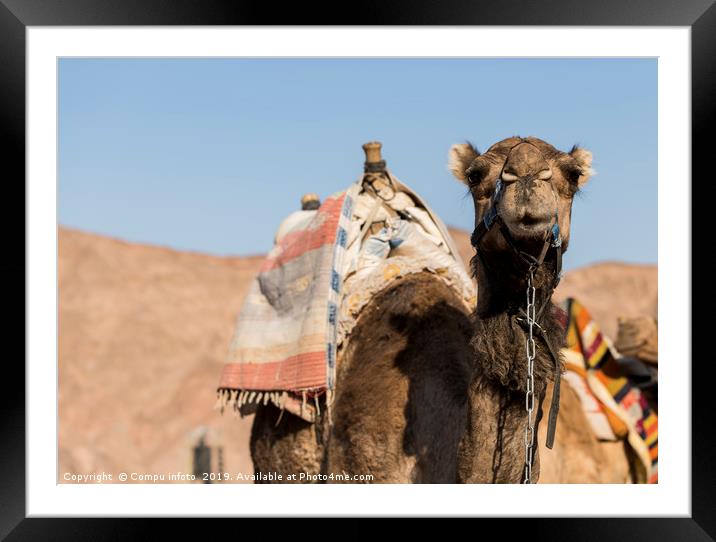 camel in the desert of israel Framed Mounted Print by Chris Willemsen