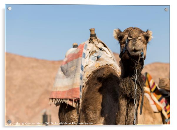 camel in the desert of israel Acrylic by Chris Willemsen