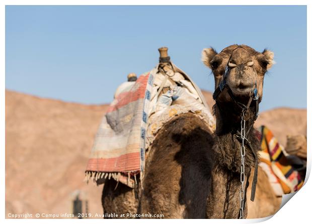 camel in the desert of israel Print by Chris Willemsen