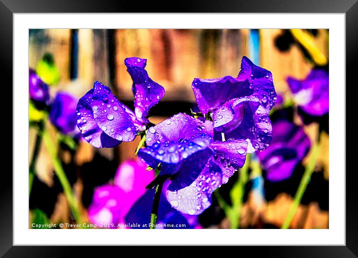 Sweet Pea - 03 Framed Mounted Print by Trevor Camp