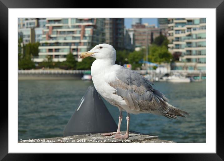 A beautiful seagull, Framed Mounted Print by Ali asghar Mazinanian