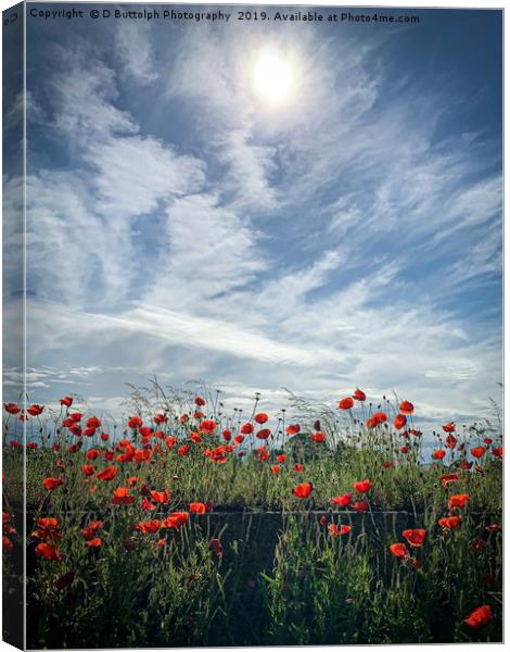 Lovely Poppy’s  Canvas Print by D Buttolph Photography