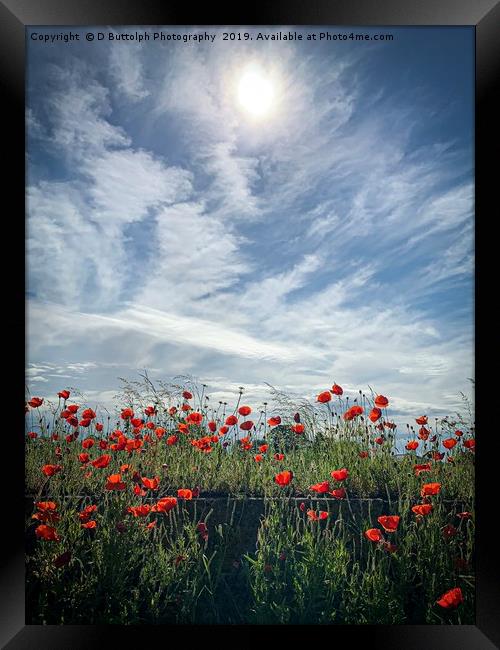 Lovely Poppy’s  Framed Print by D Buttolph Photography