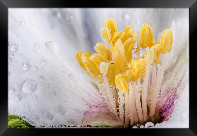 Philadelphus flower macro with water drops Framed Print by Simon Bratt LRPS