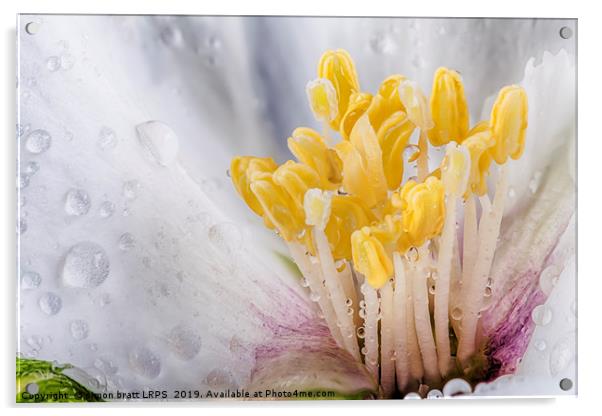 Philadelphus flower macro with water drops Acrylic by Simon Bratt LRPS