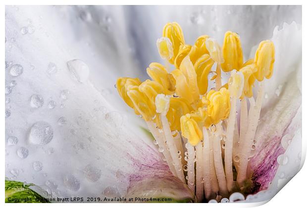 Philadelphus flower macro with water drops Print by Simon Bratt LRPS
