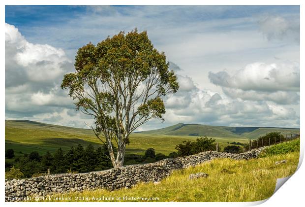 A Eucalyptus Tree in the Brecon Beacons Wales Print by Nick Jenkins