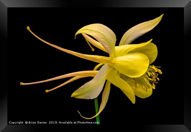 Aquilegia Framed Print by Brian Garner