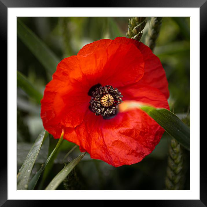 Red Poppy Framed Mounted Print by Paul Andrews