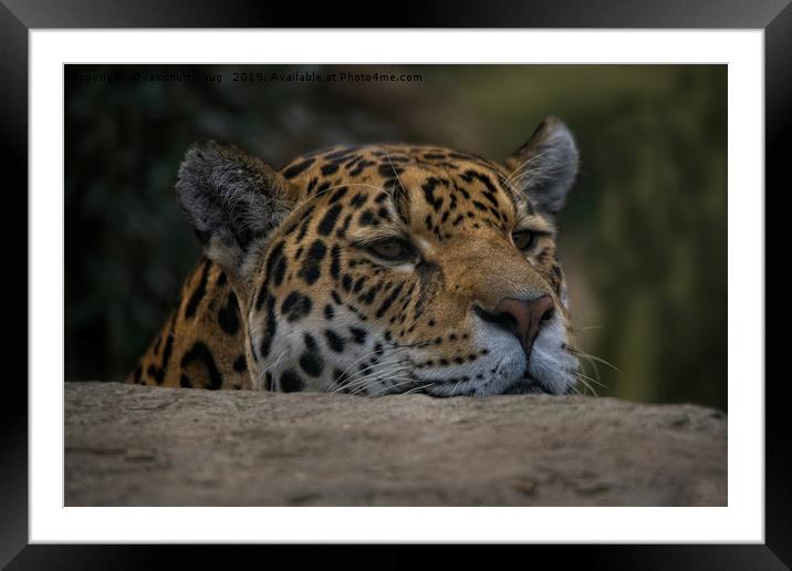 Jaguar Peeking Over The Wall Framed Mounted Print by rawshutterbug 