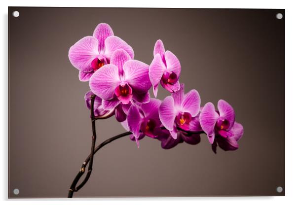 Purple Orchid Still Life   Acrylic by Mike C.S.