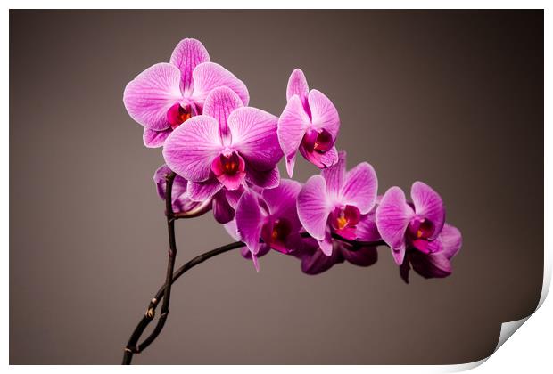 Purple Orchid Still Life   Print by Mike C.S.