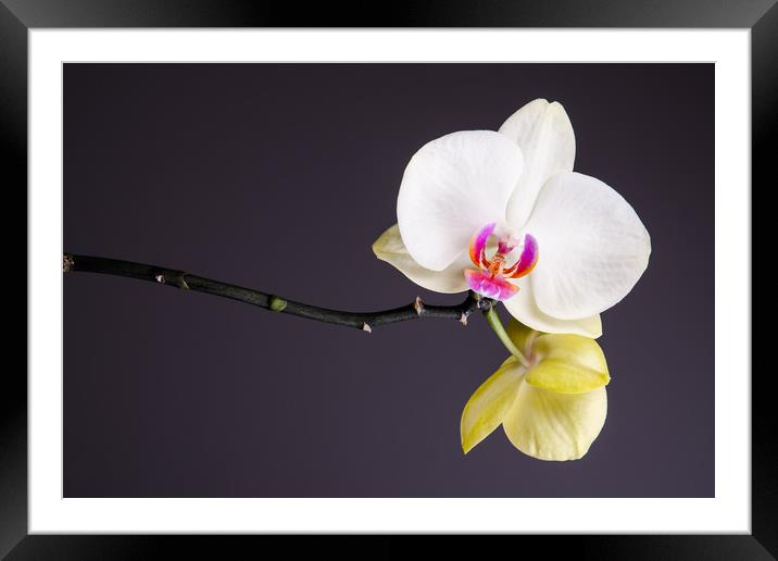 White And Yellow Orchid  Framed Mounted Print by Mike C.S.