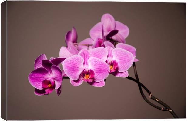 Purple Orchids Still Life Canvas Print by Mike C.S.