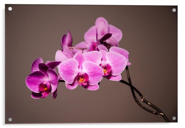 Purple Orchids Still Life Acrylic by Mike C.S.