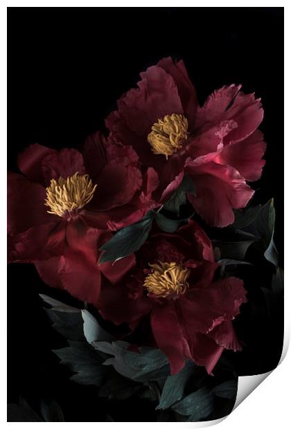 red flower peony macro bokeh background   Print by Larisa Siverina