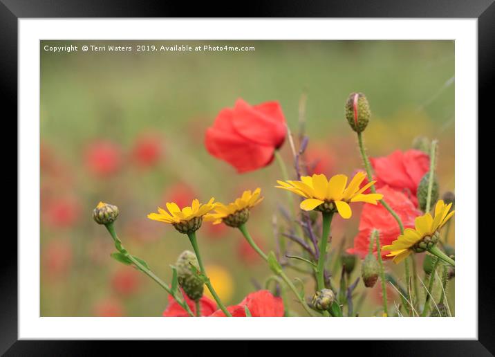 Corn Marigolds And Poppies Framed Mounted Print by Terri Waters