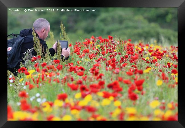 Man in the Poppies Framed Print by Terri Waters