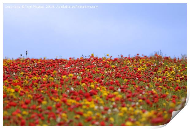 Colourful Field Print by Terri Waters