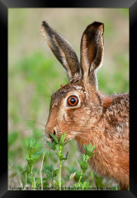 Wild brown hare close up eating Framed Print by Simon Bratt LRPS