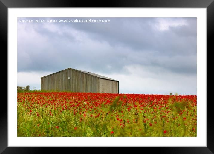 Red Poppies and a Barn Framed Mounted Print by Terri Waters