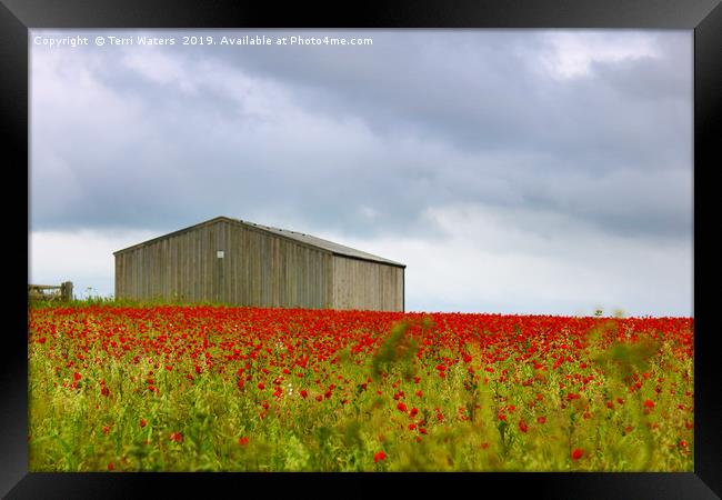 Red Poppies and a Barn Framed Print by Terri Waters