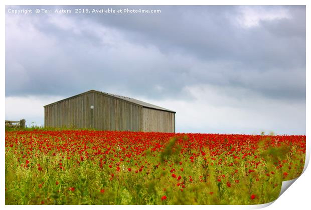 Red Poppies and a Barn Print by Terri Waters