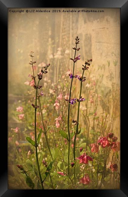 Cottage Garden Colours Framed Print by LIZ Alderdice