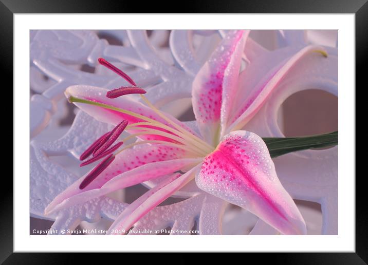 Lily on the table Framed Mounted Print by Sonja McAlister