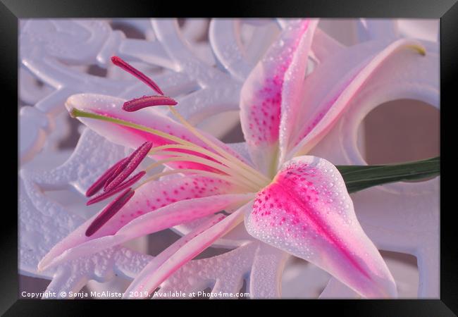 Lily on the table Framed Print by Sonja McAlister