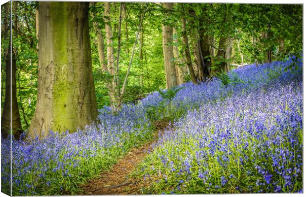 Bluebells Canvas Print by Mark S Rosser