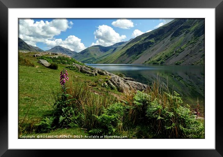 "Foxglove and reflections at Wastwater" Framed Mounted Print by ROS RIDLEY