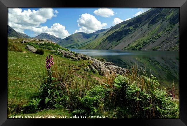 "Foxglove and reflections at Wastwater" Framed Print by ROS RIDLEY